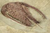 Rare, Red Apatokephalus Trilobite - Fezouata Formation #191750-5